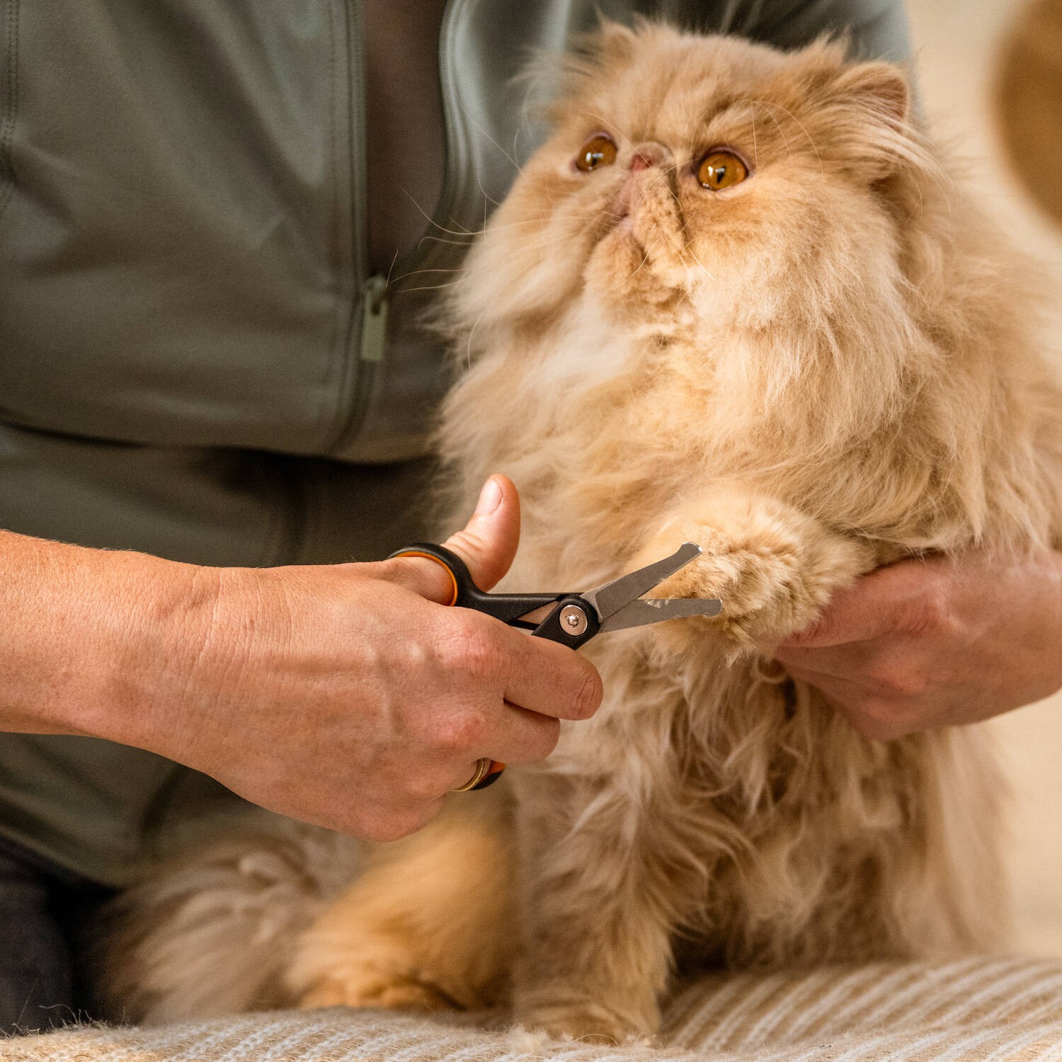 Pet Care žirklės apvalintais galiukais Pet Care žirklės apvalintais galiukais - Image 6