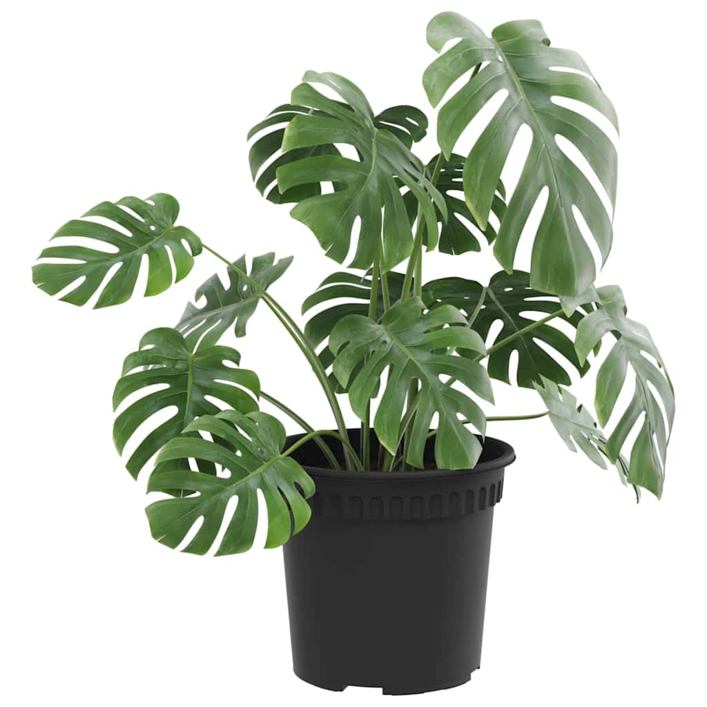 Apvalus gėlių vazonas 6 vnt. Juoda Ø 15 x 12 cm Plastmasė Apvalus gėlių vazonas 6 vnt. Juoda Ø 15 x 12 cm Plastmasė - Image 4