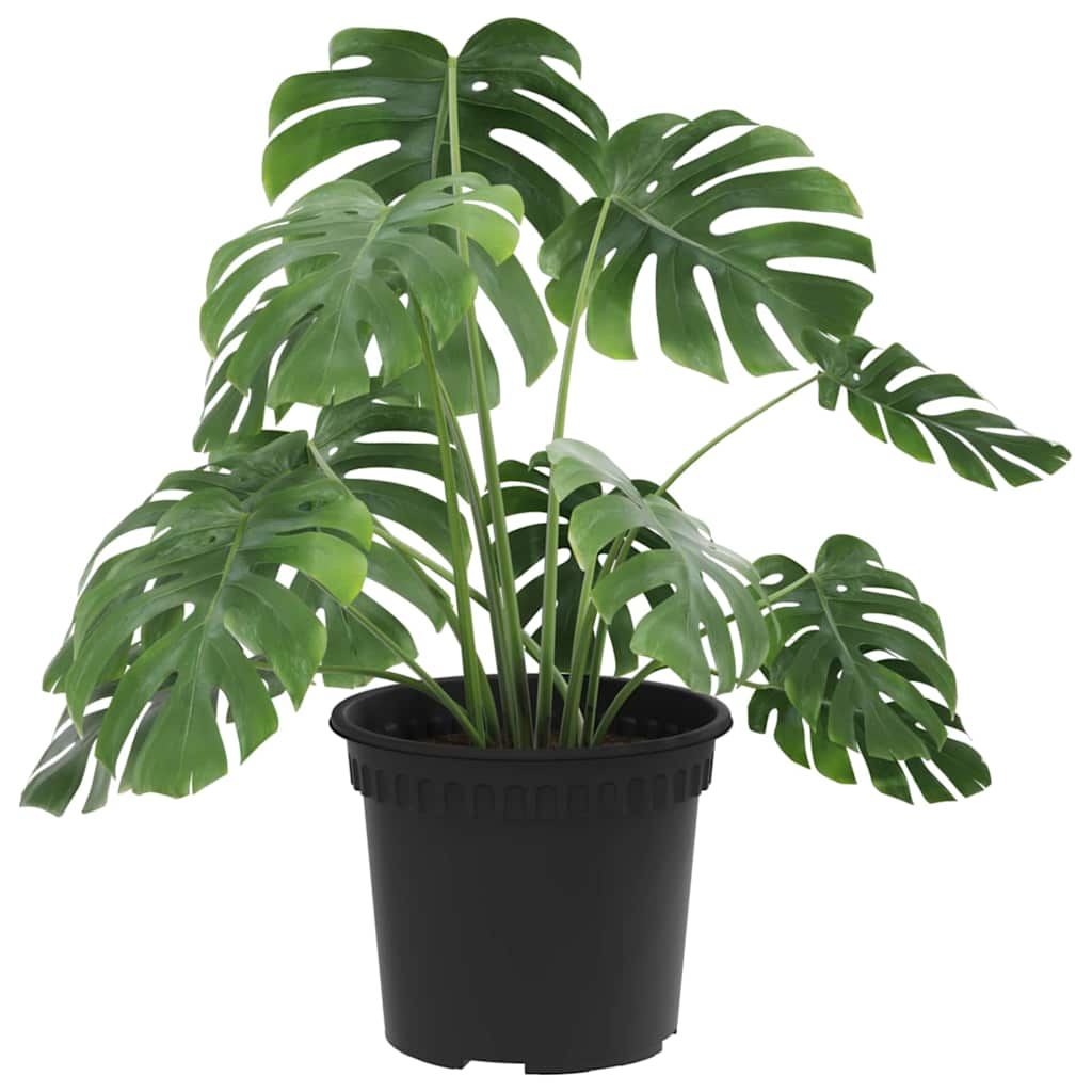 Apvalus gėlių vazonas 24 vnt. Juoda Ø 12,5 x 10 cm Plastmasė Apvalus gėlių vazonas 24 vnt. Juoda Ø 12,5 x 10 cm Plastmasė - Image 4