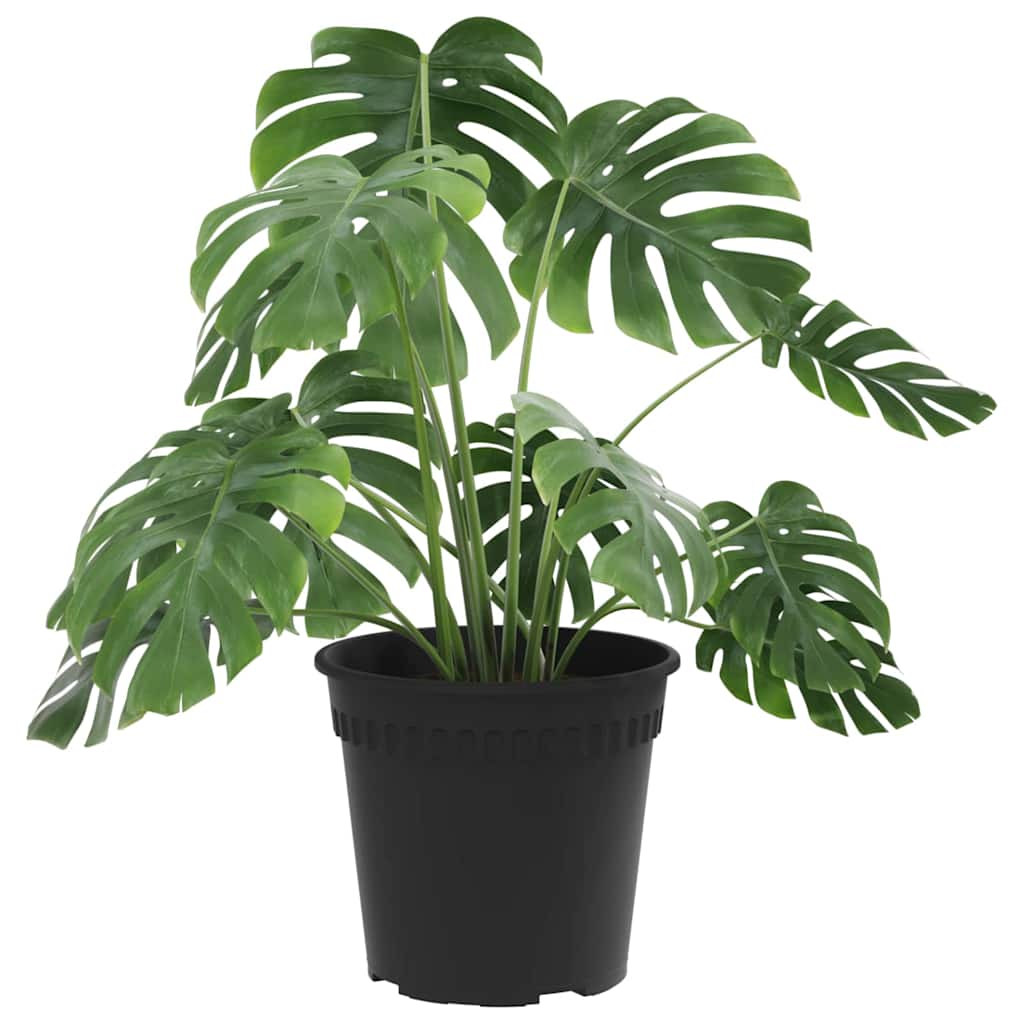 Apvalus gėlių vazonas 24 vnt. Juoda Ø 19 x 16,5 cm Plastmasė Apvalus gėlių vazonas 24 vnt. Juoda Ø 19 x 16,5 cm Plastmasė - Image 4