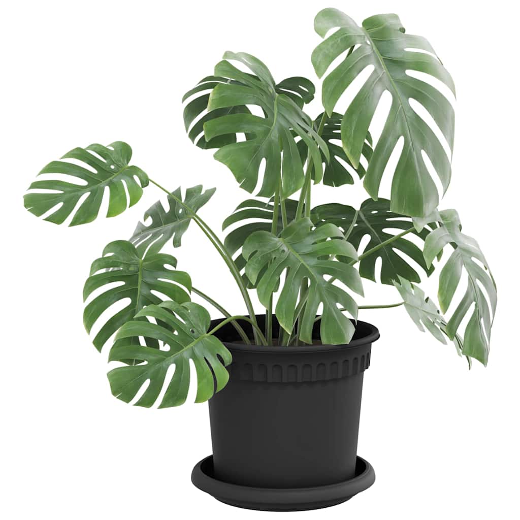Apvalus gėlių padėklas 24 vnt. Juoda Ø 14 x 2 cm Plastmasė Apvalus gėlių padėklas 24 vnt. Juoda Ø 14 x 2 cm Plastmasė - Image 4