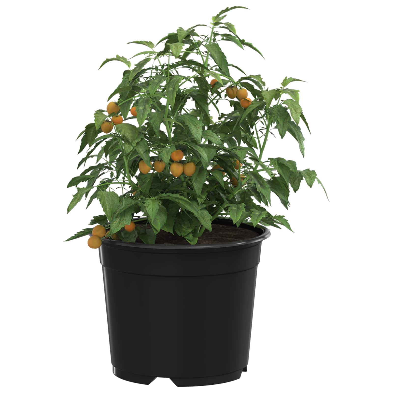 Apvalus gėlių vazonas 50 vnt. Juoda Ø 10 x 8 cm Plastmasė Apvalus gėlių vazonas 50 vnt. Juoda Ø 10 x 8 cm Plastmasė - Image 4
